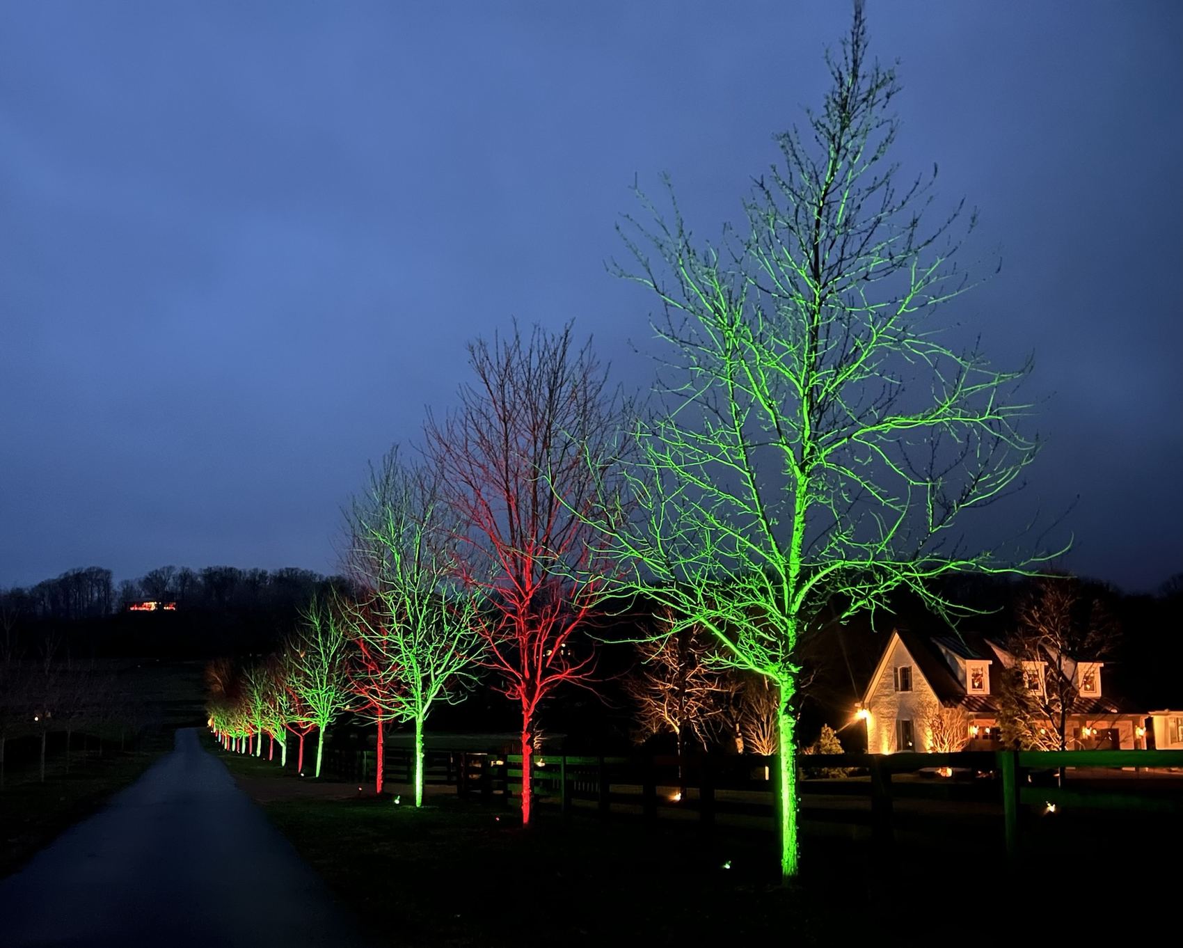 The same allee lit in holiday colors