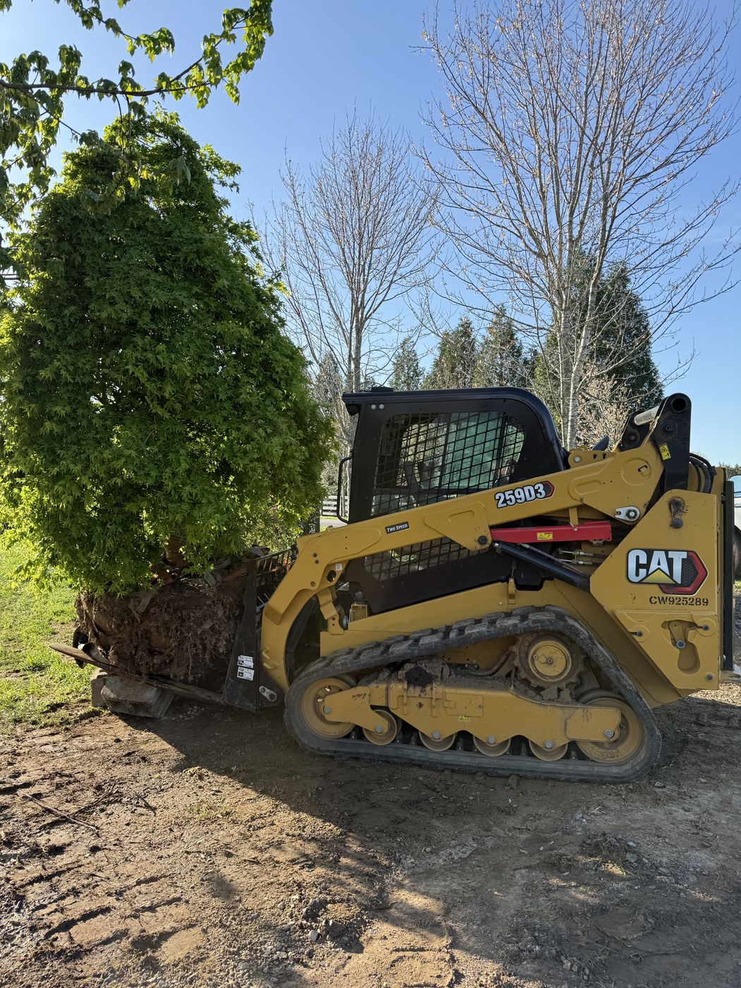 Compact track loader carrying a large tree to be planted