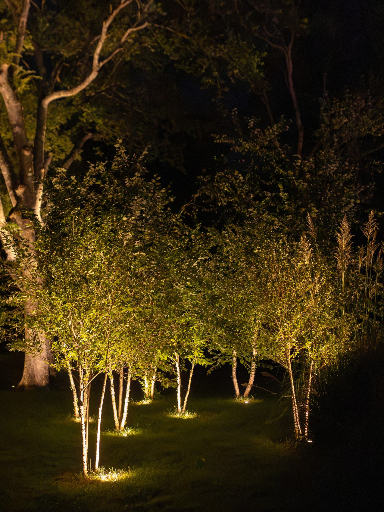 Grove of river birches uplit on the lawn