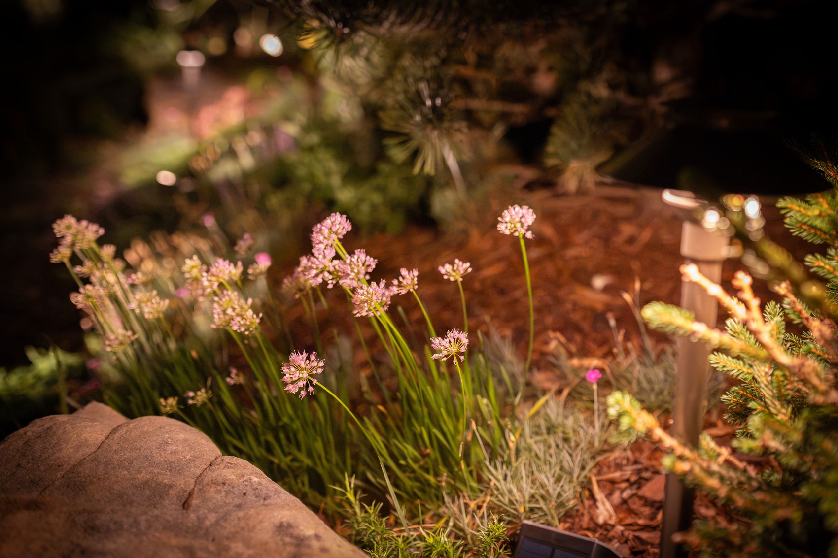 Allium flowers beside a path light at night