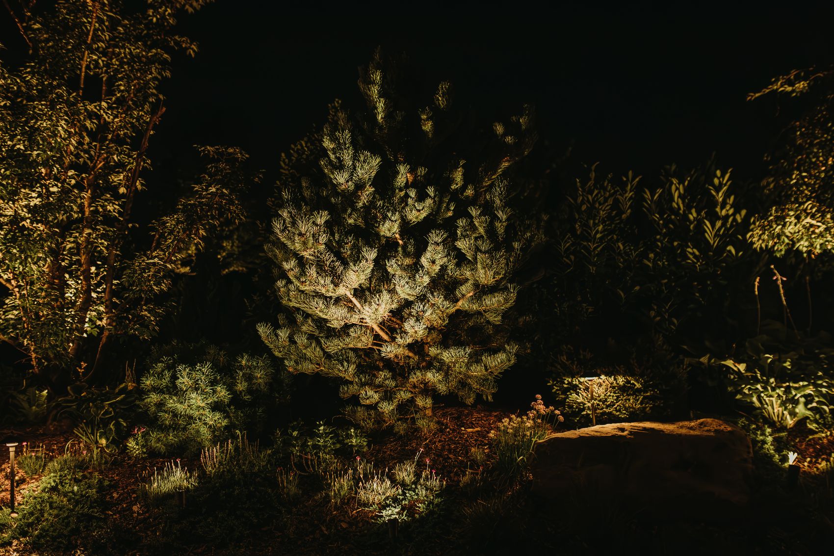 Uplit pine in a night garden