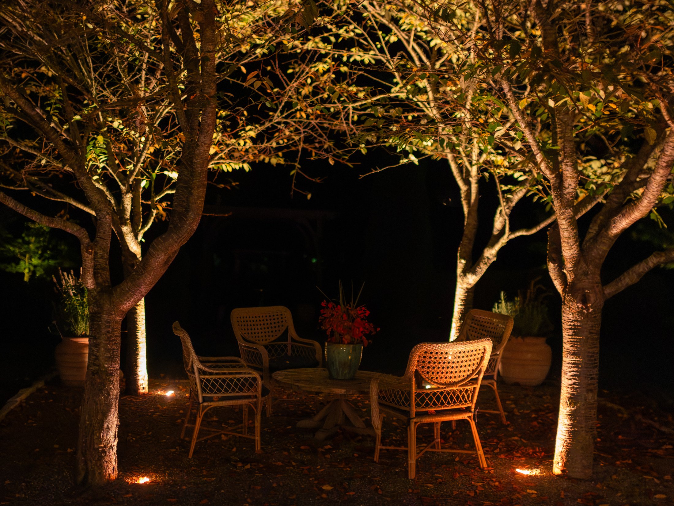 Courtyard seating beneath uplit trees at night