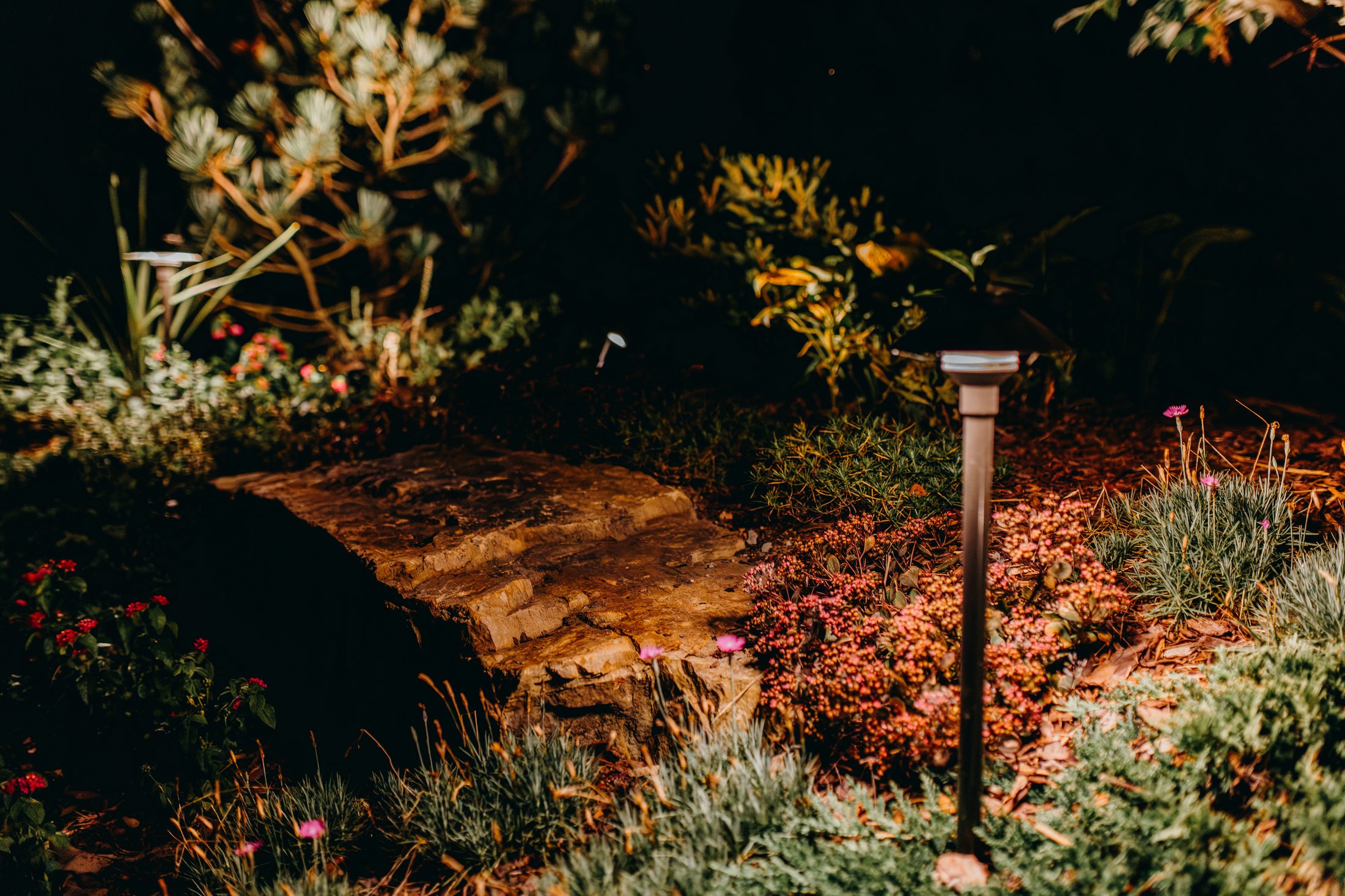 Path light and sedum detail at night