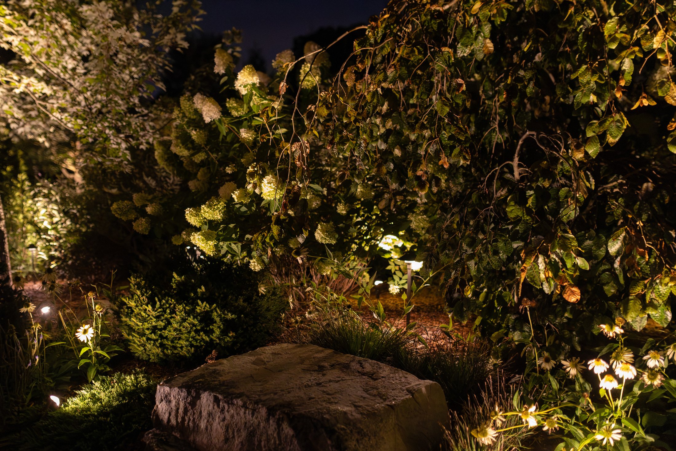 Hydrangeas and boulder lit at night