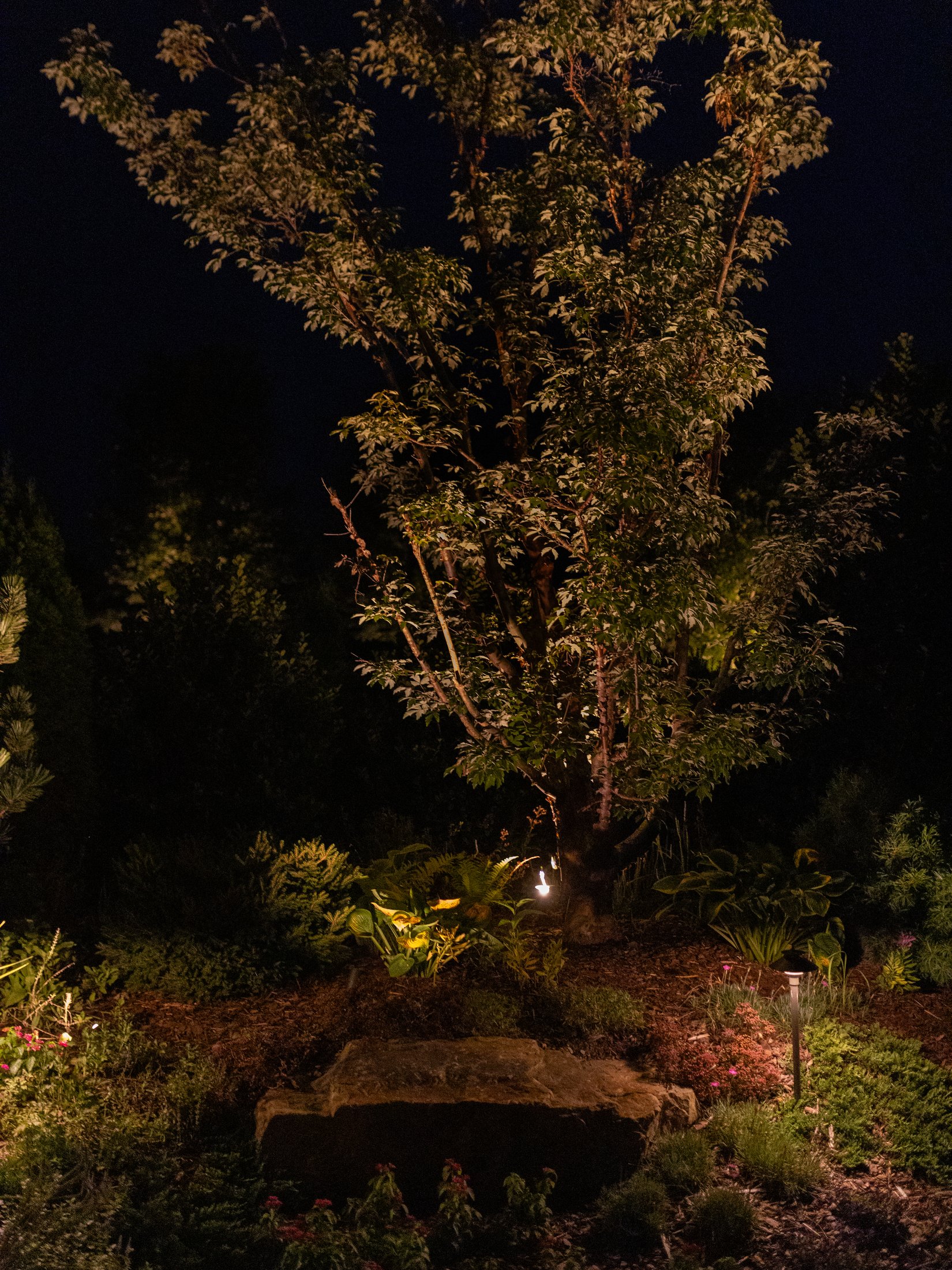 Uplit specimen tree with boulder at night