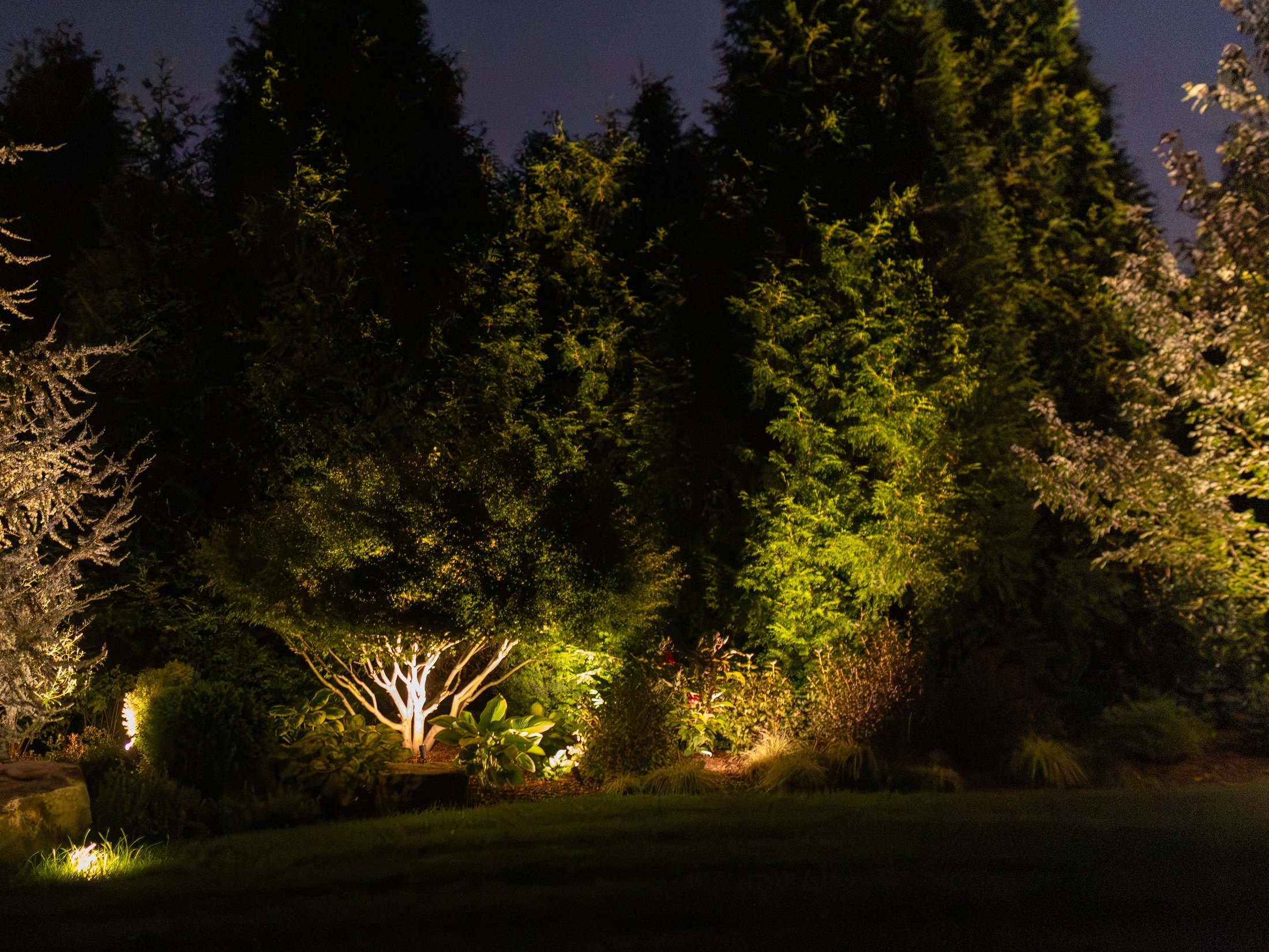 Crape myrtle branch structure lit at night