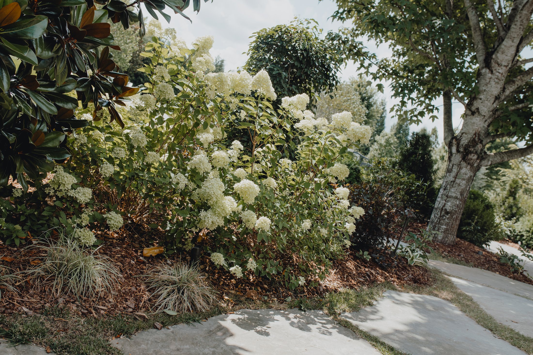 Hydrangea border along a walk in summer