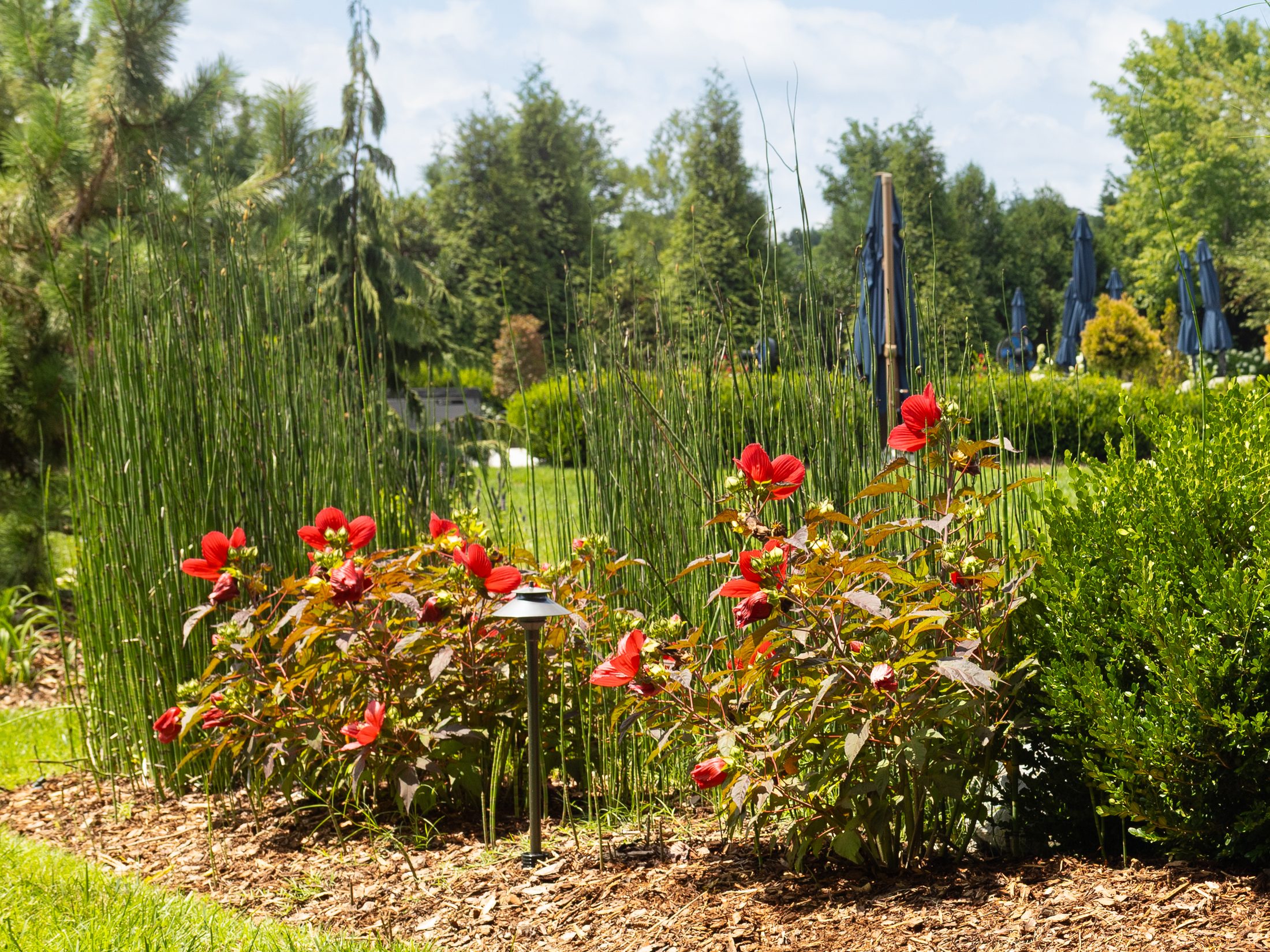 Red roses and mixed planting bed in summer
