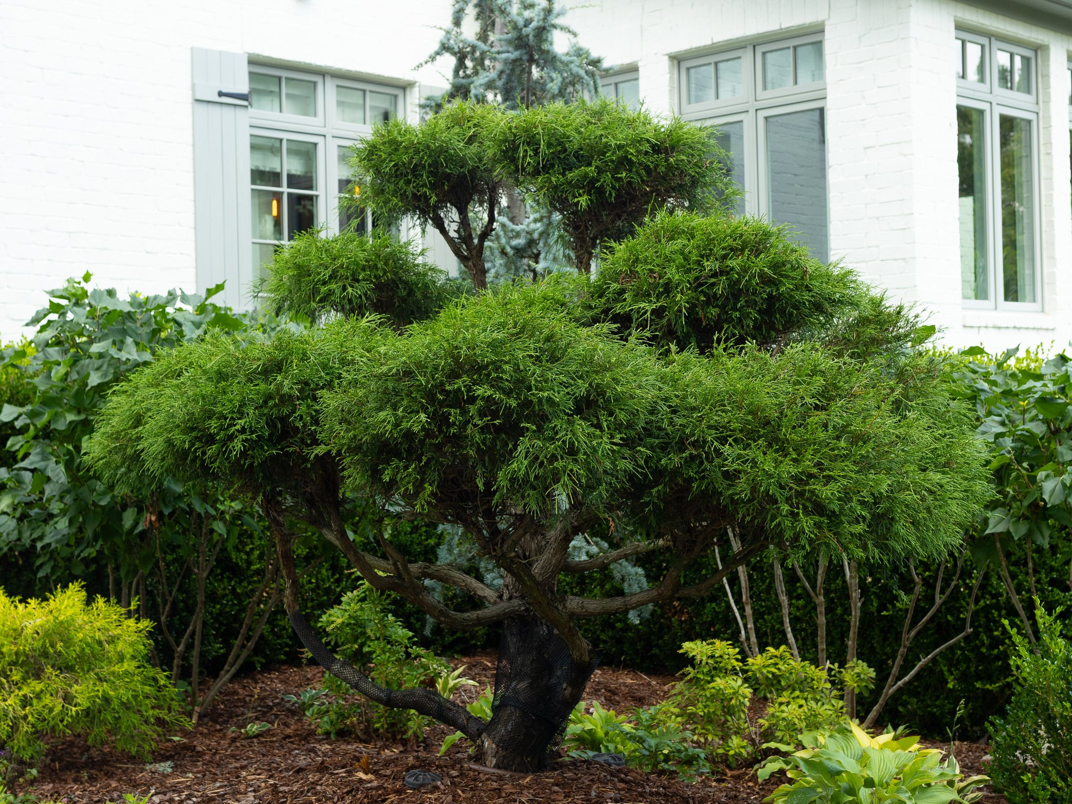 Sculpted juniper and foundation planting
