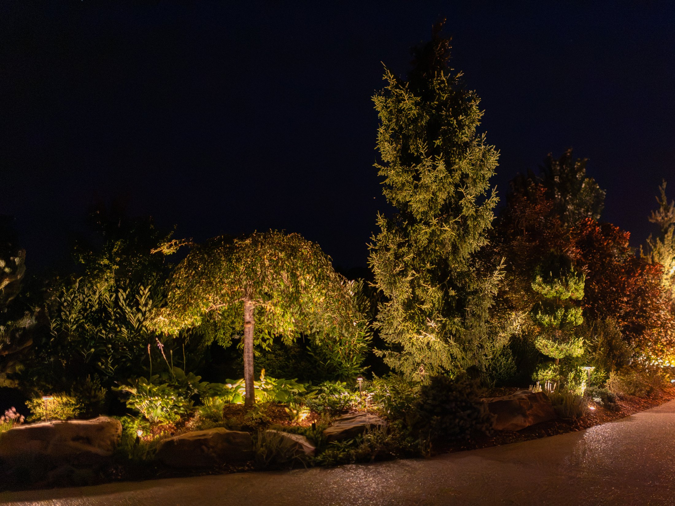 Spruce and weeping cherry lit in a stone bed