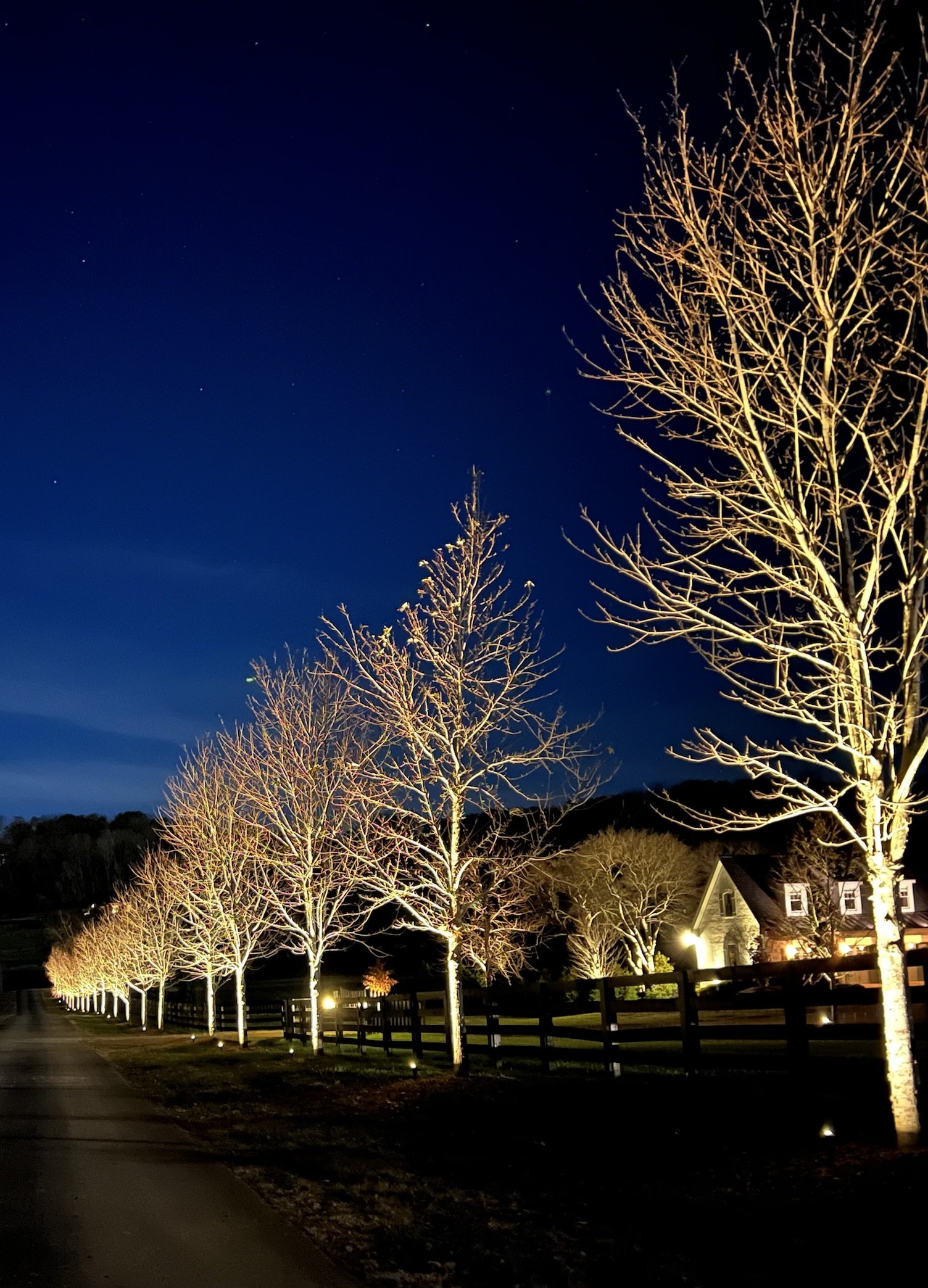 Allee of trees lit in warm white along a drive