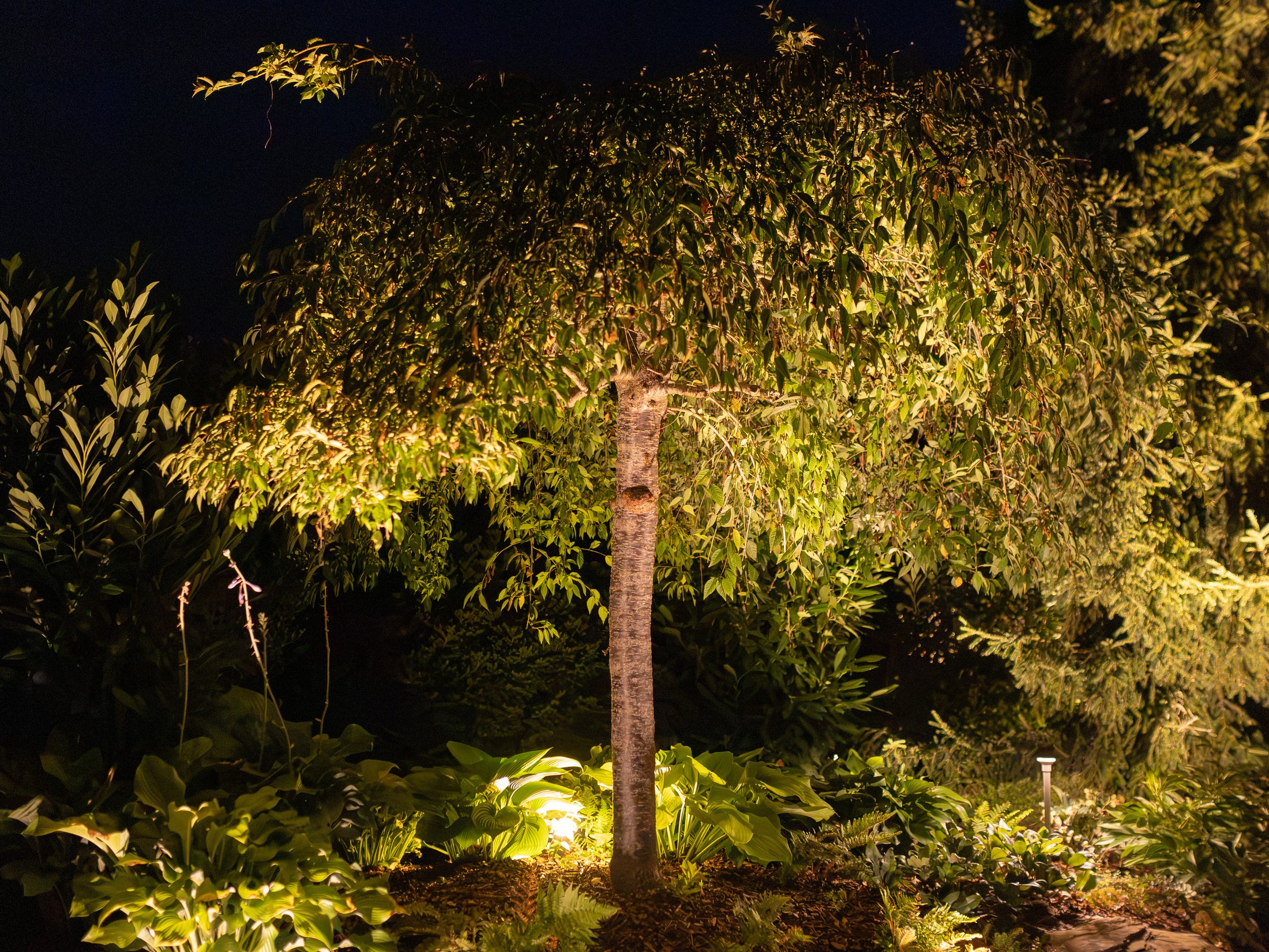 Weeping cherry over hostas lit at night