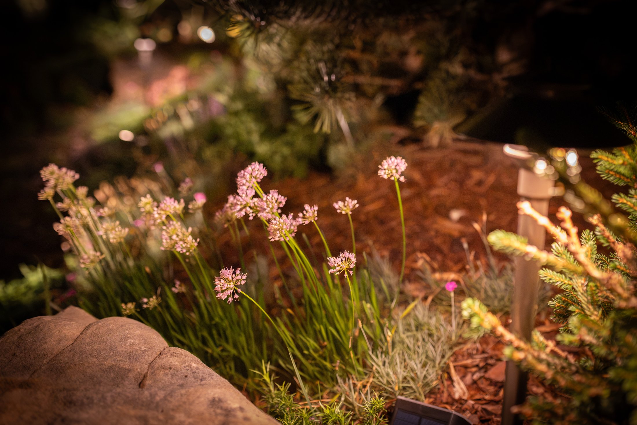 Allium flowers beside a path light at night