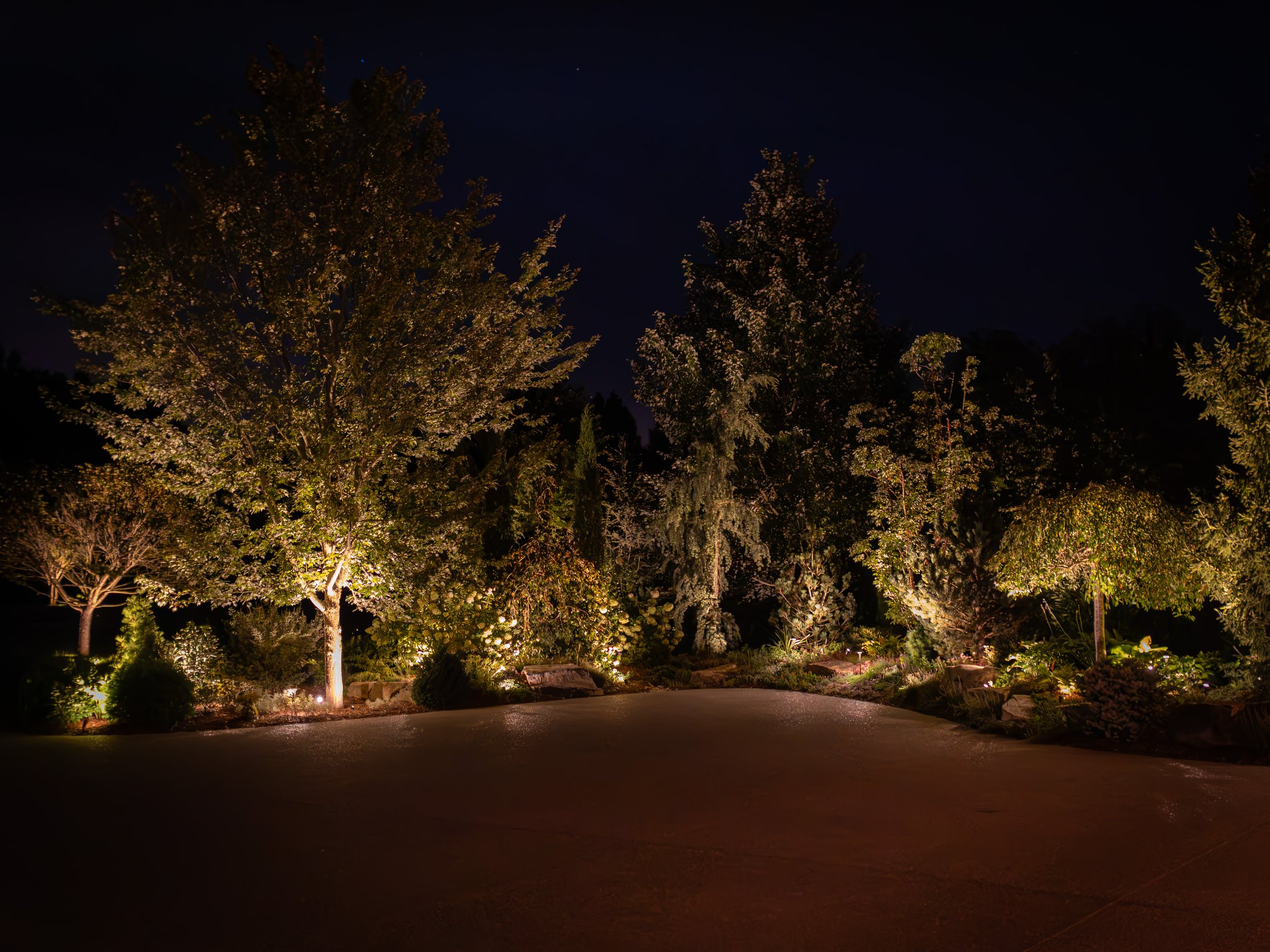 Motor court trees lit at night
